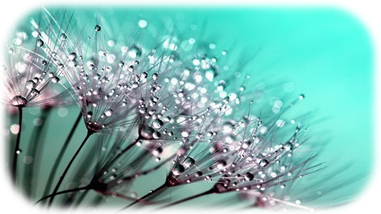imagen1